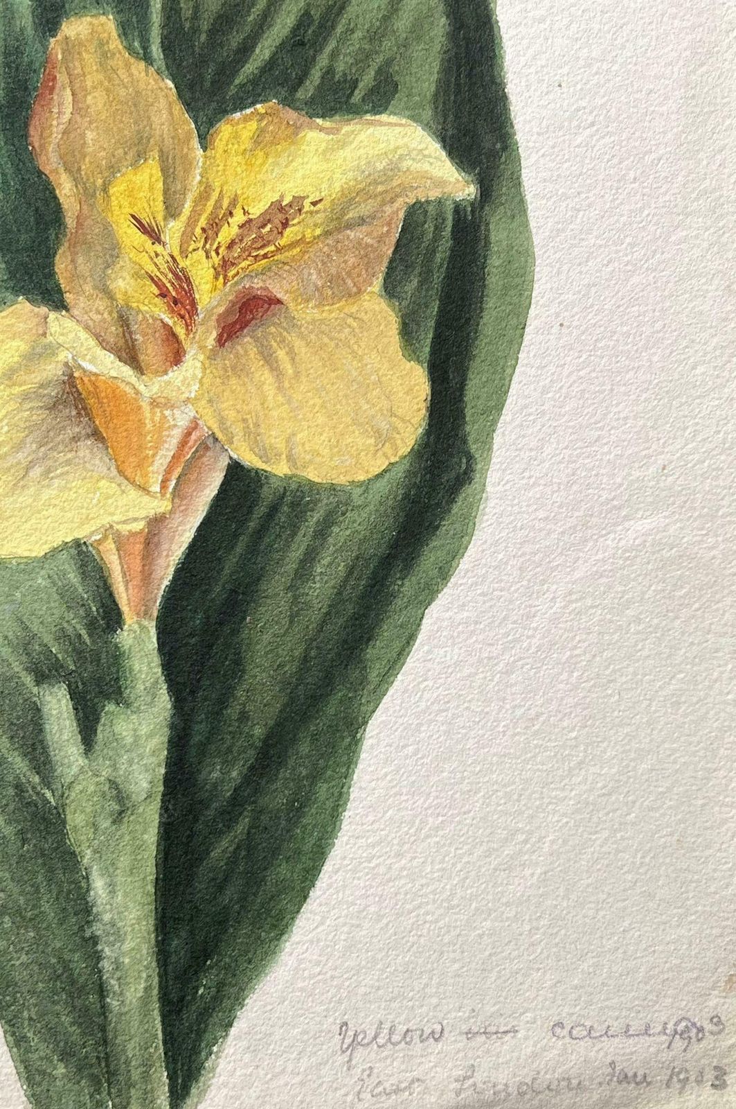 Caroline Worsleyfine Antique British Botanical Painting Single Daffodilc.1900's photo furniture