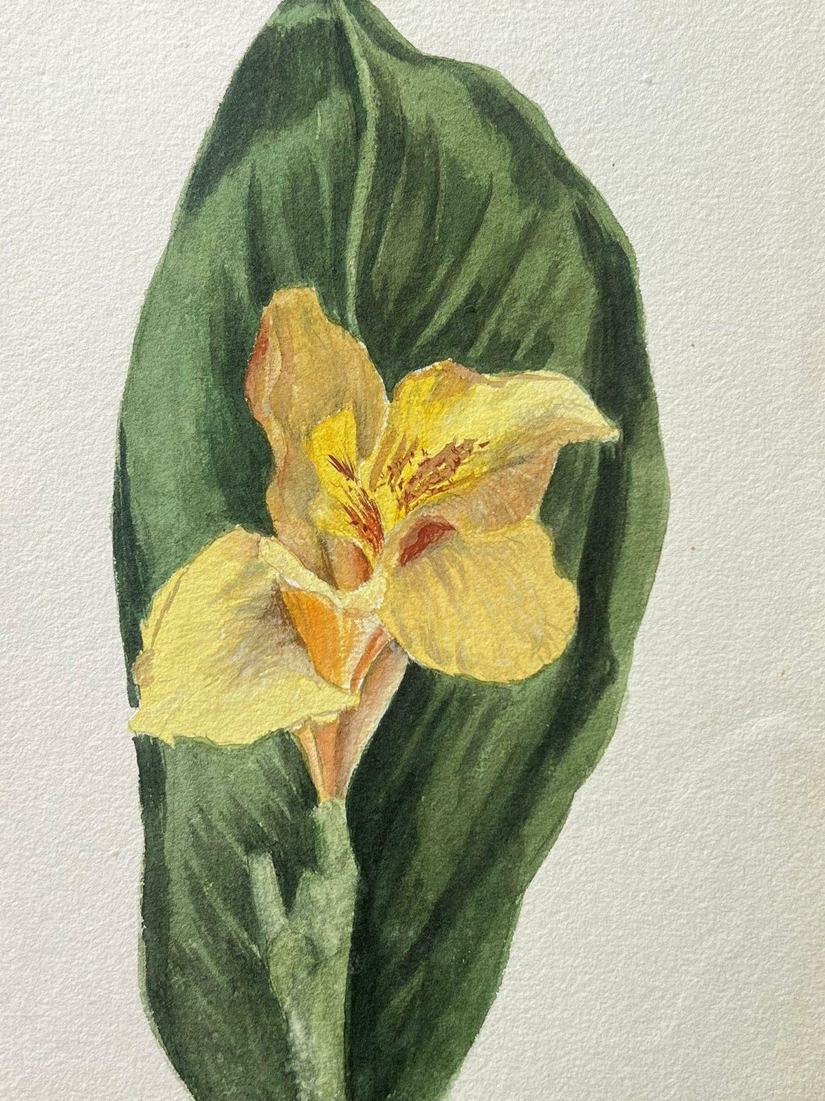 Caroline Worsleyfine Antique British Botanical Painting Single Daffodilc.1900's photo for sale