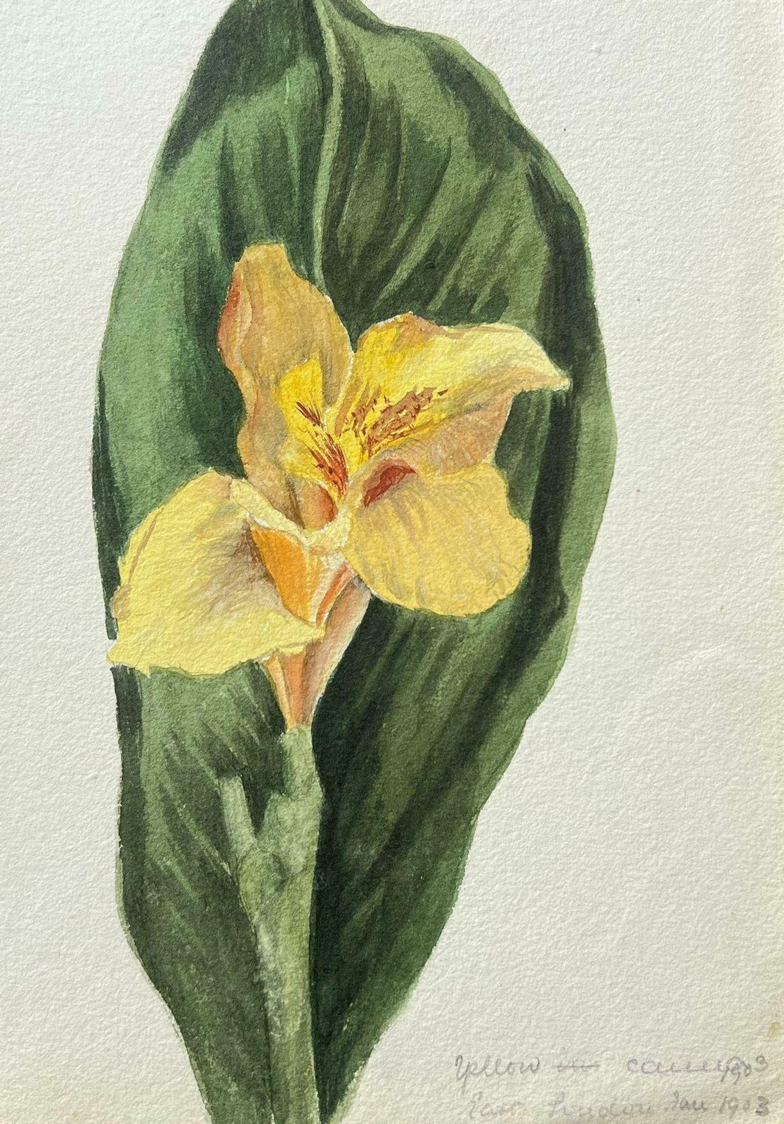 Caroline Worsleyfine Antique British Botanical Painting Single Daffodilc.1900's photo Art