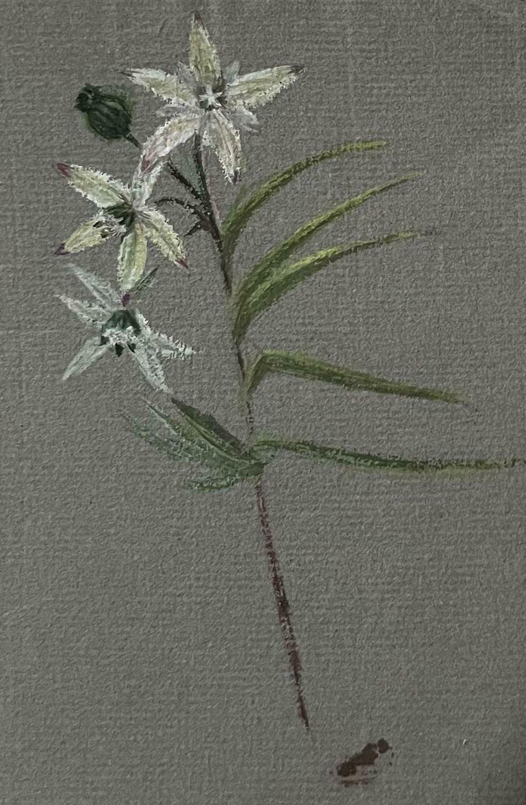 Caroline Worsleyset Of Two Fine Antique British Botanical Paintings White Flower Sketchesc.1900's photo furniture