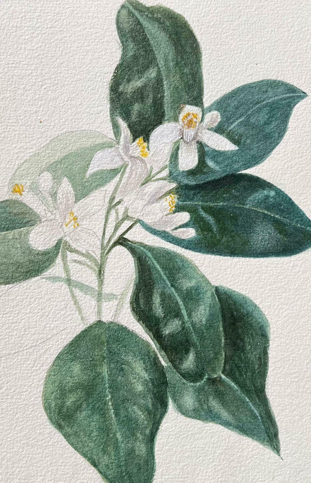 Caroline Worsleyfine Antique British Botanical Painting Orange Blossom C.1900's photo for sale