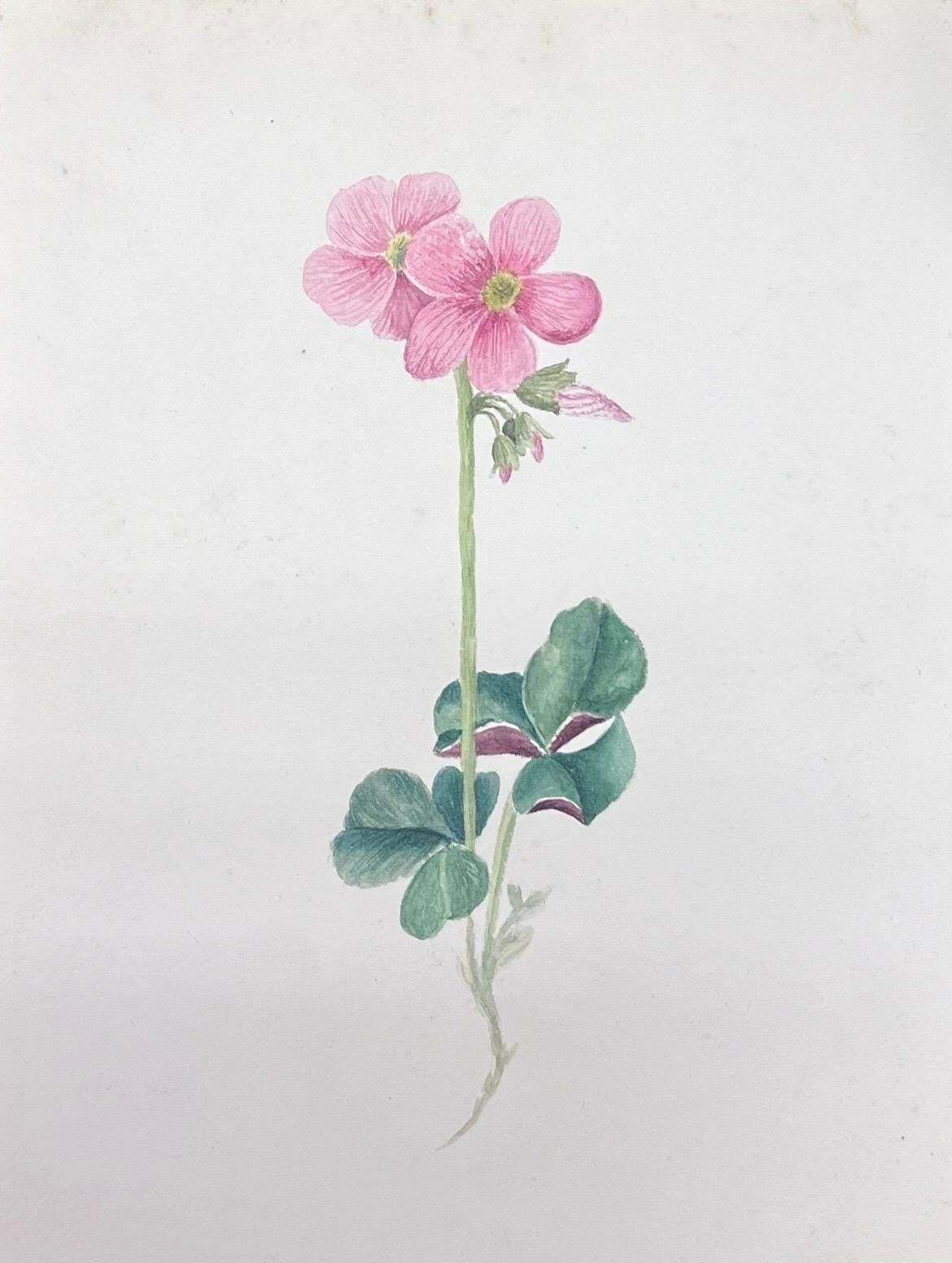 Caroline Worsleyfine Antique British Botanical Watercolour Painting Pink Oxalis Flowerc.1900's