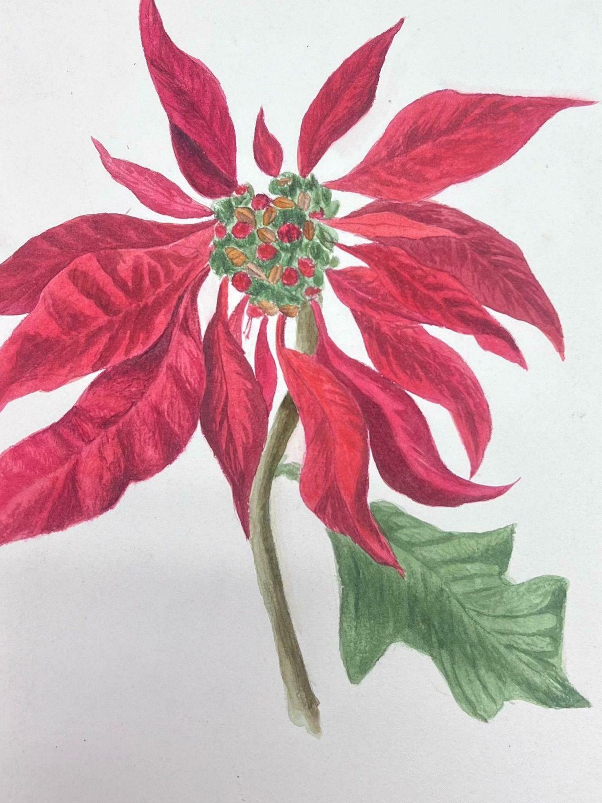 Caroline Worsleyfine Antique British Botanical Watercolour Painting Red Poinsettia Plantc.1900's photo for sale