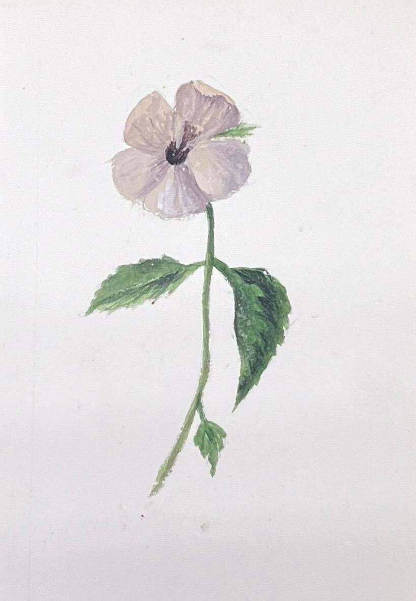 Caroline Worsleyfine Antique British Botanical Watercolour Painting Grey Pansie Flowerc.1900's photo furniture