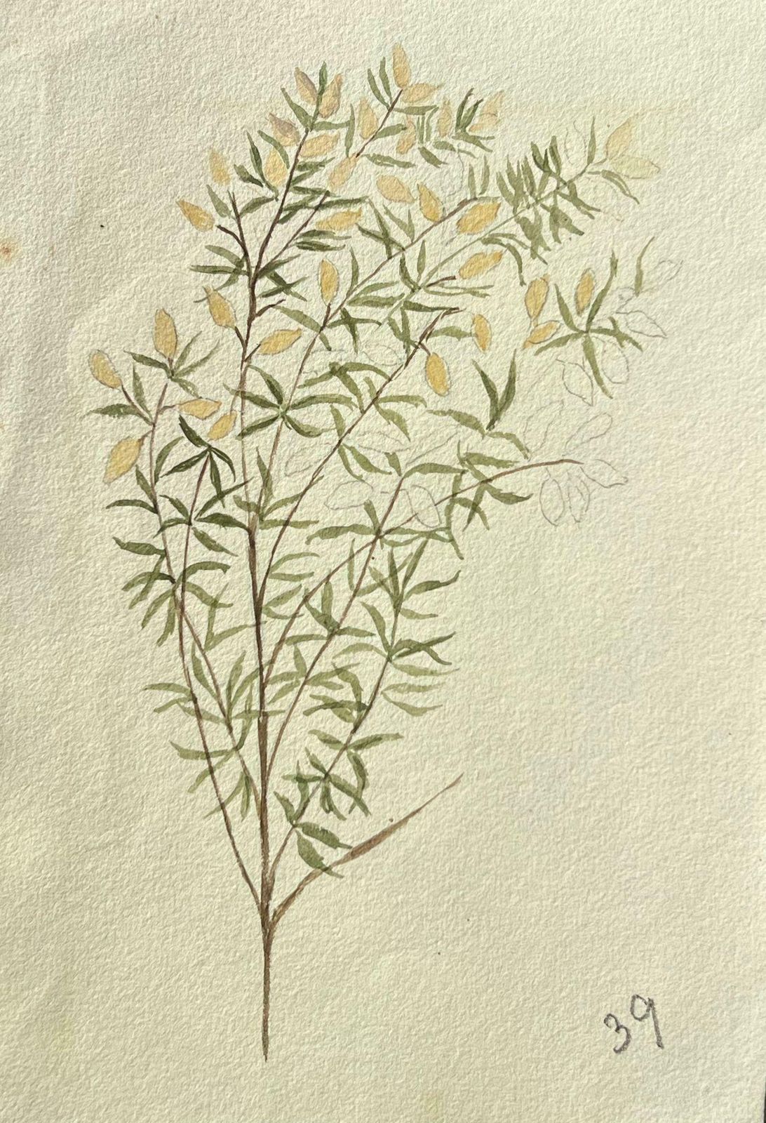 Caroline Worsleyfine Antique British Botanical Painting Yellow Plant On Green Vinec.1900's