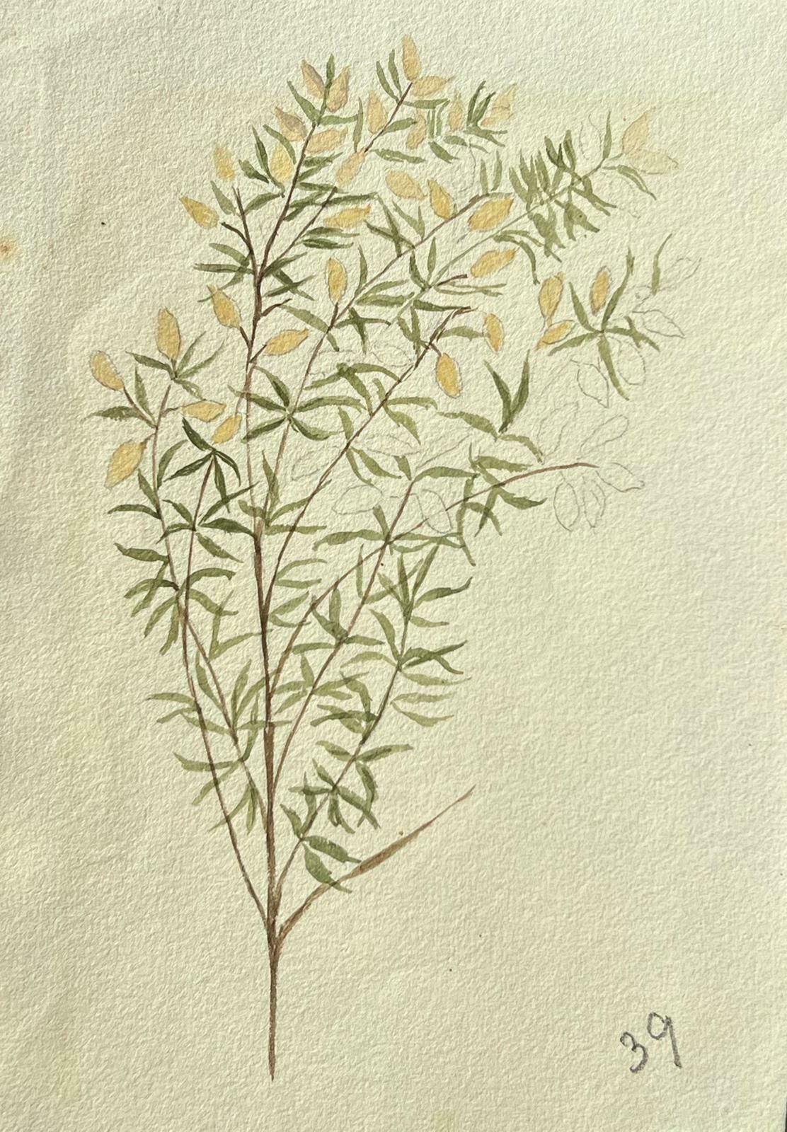 Caroline Worsleyfine Antique British Botanical Painting Yellow Plant On Green Vinec.1900's photo furniture