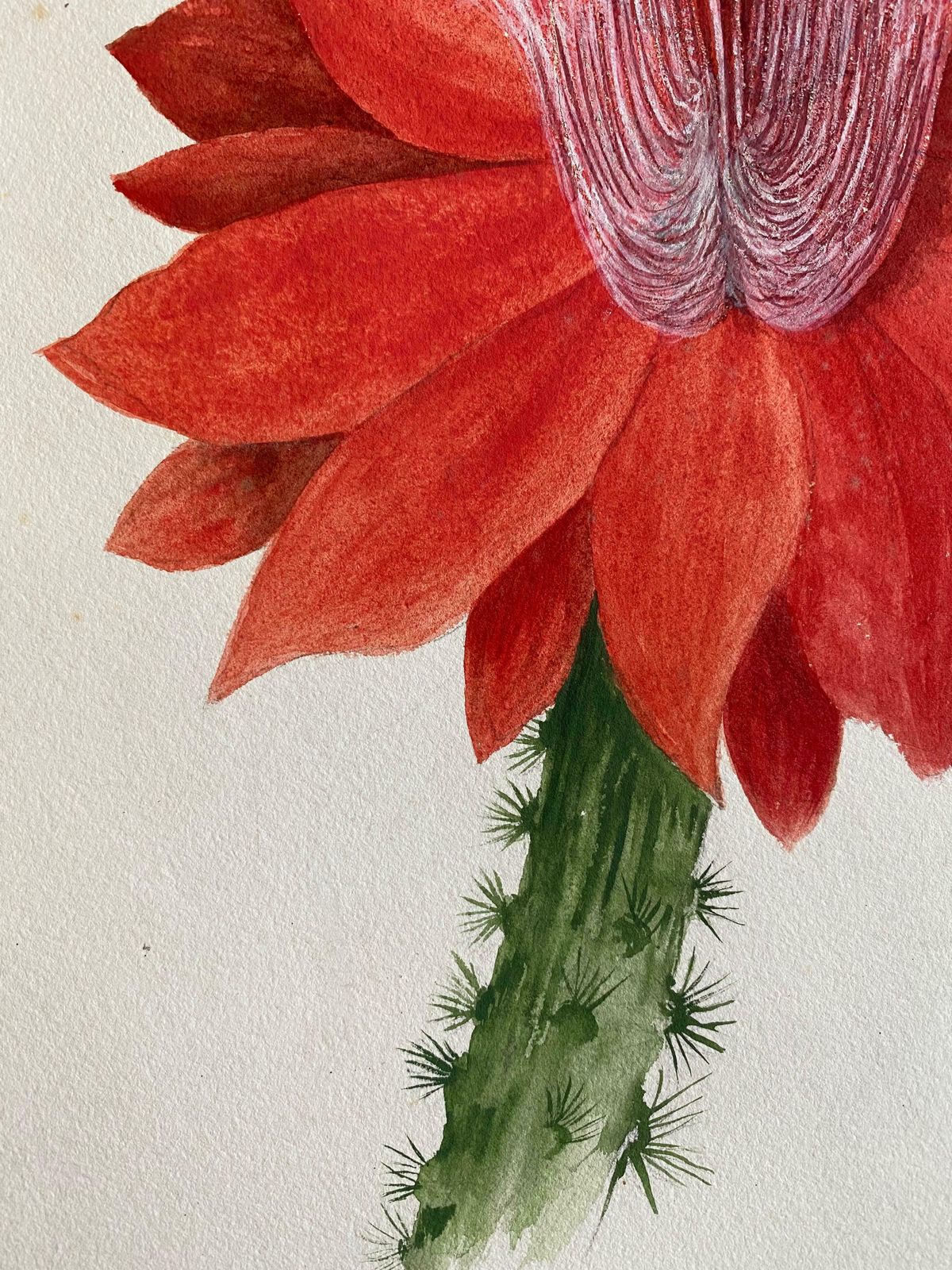 Caroline Worsleyfine Antique British Botannical Watercolour Painting, Circa 1900's Red Flowerc.1900's photo Art