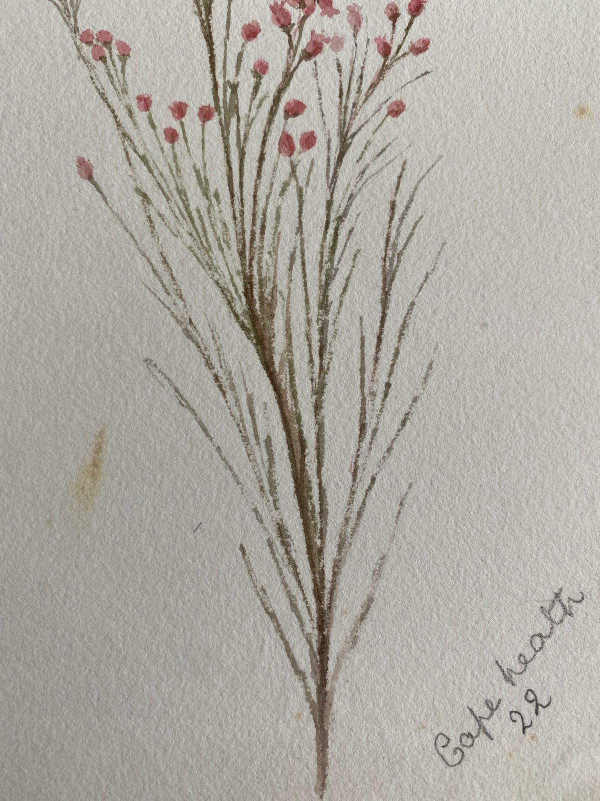 Caroline Worsleyfine Antique British Botannical Watercolour Painting, Circa 1900'sc.1900's photo for sale