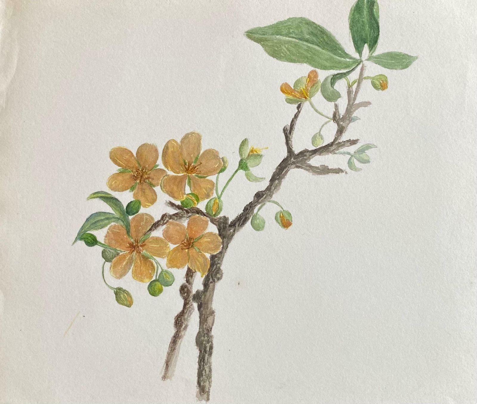 Caroline Worsleyfine Antique British Botannical Watercolour Painting, Circa 1900's C.1900's