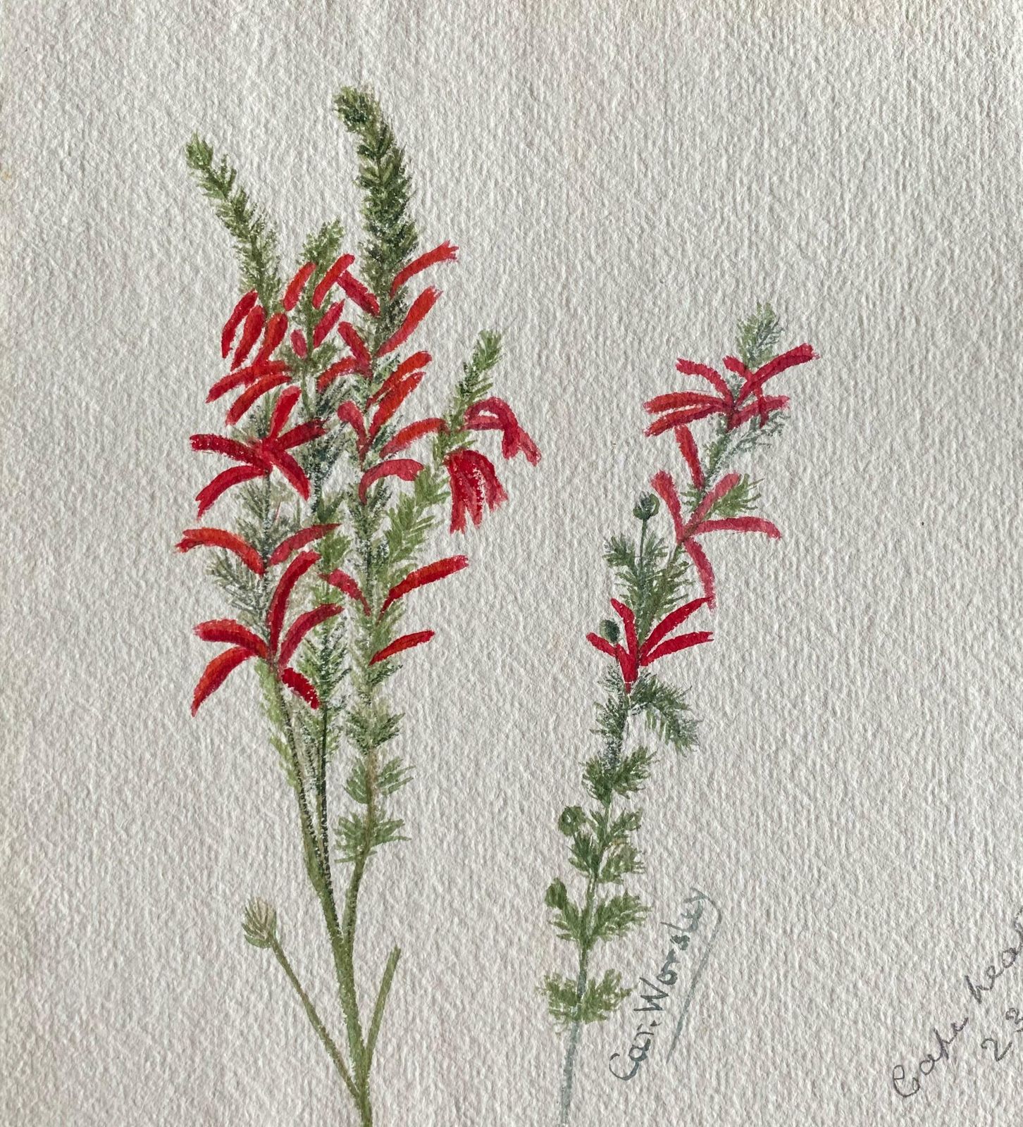 Caroline Worsleyfine Antique British Botannical Watercolour Painting, Circa 1900'sc.1900's