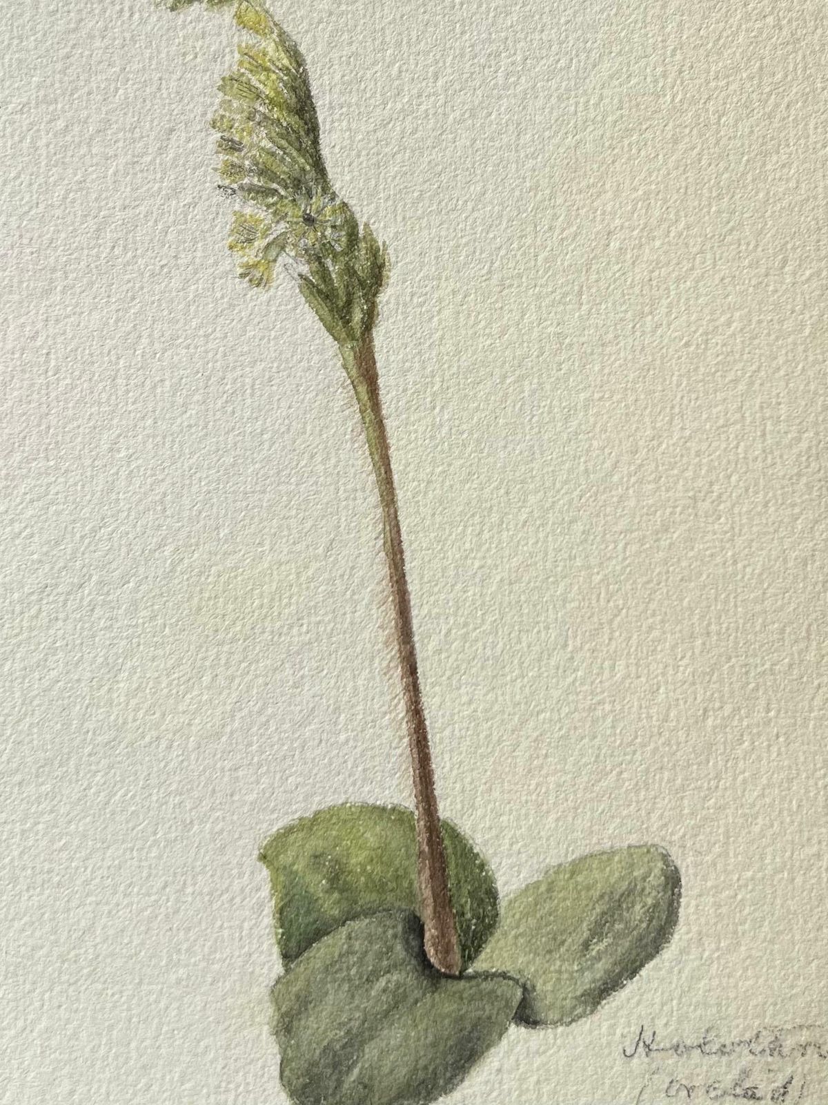 Caroline Worsleyfine Antique British Botanical Painting Satyrium Bicornec.1900's photo furniture