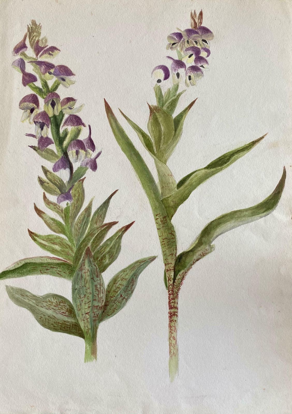 Caroline Worsleyfine Antique British Botannical Watercolour Painting, Circa 1900's C.1900's