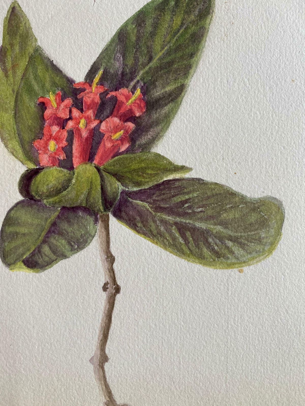 Caroline Worsleyfine Antique British Botannical Watercolour Painting, Circa 1900's C.1900's