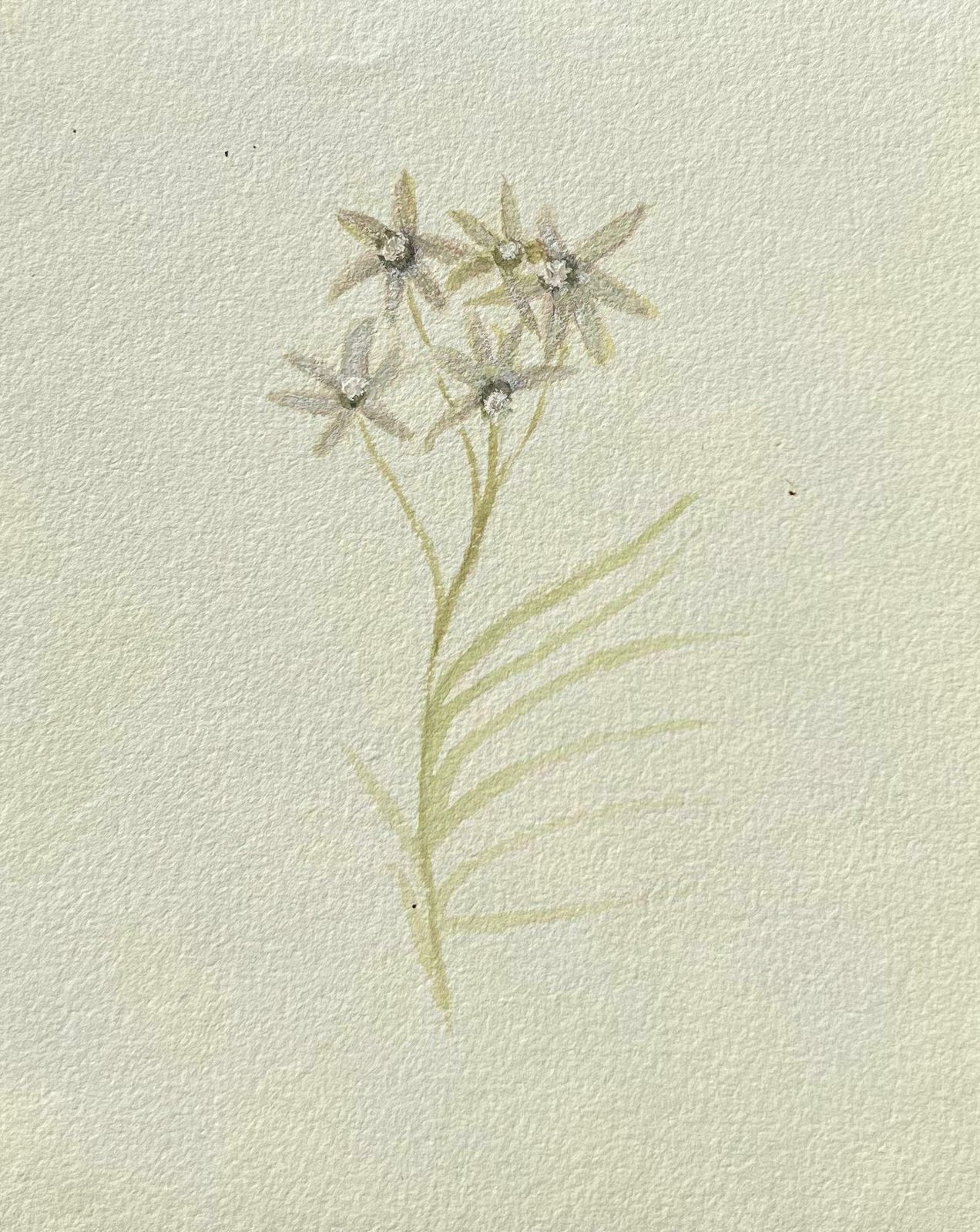 Caroline Worsleyfine Antique British Botanical Painting White Centaurium Flowerc.1900's