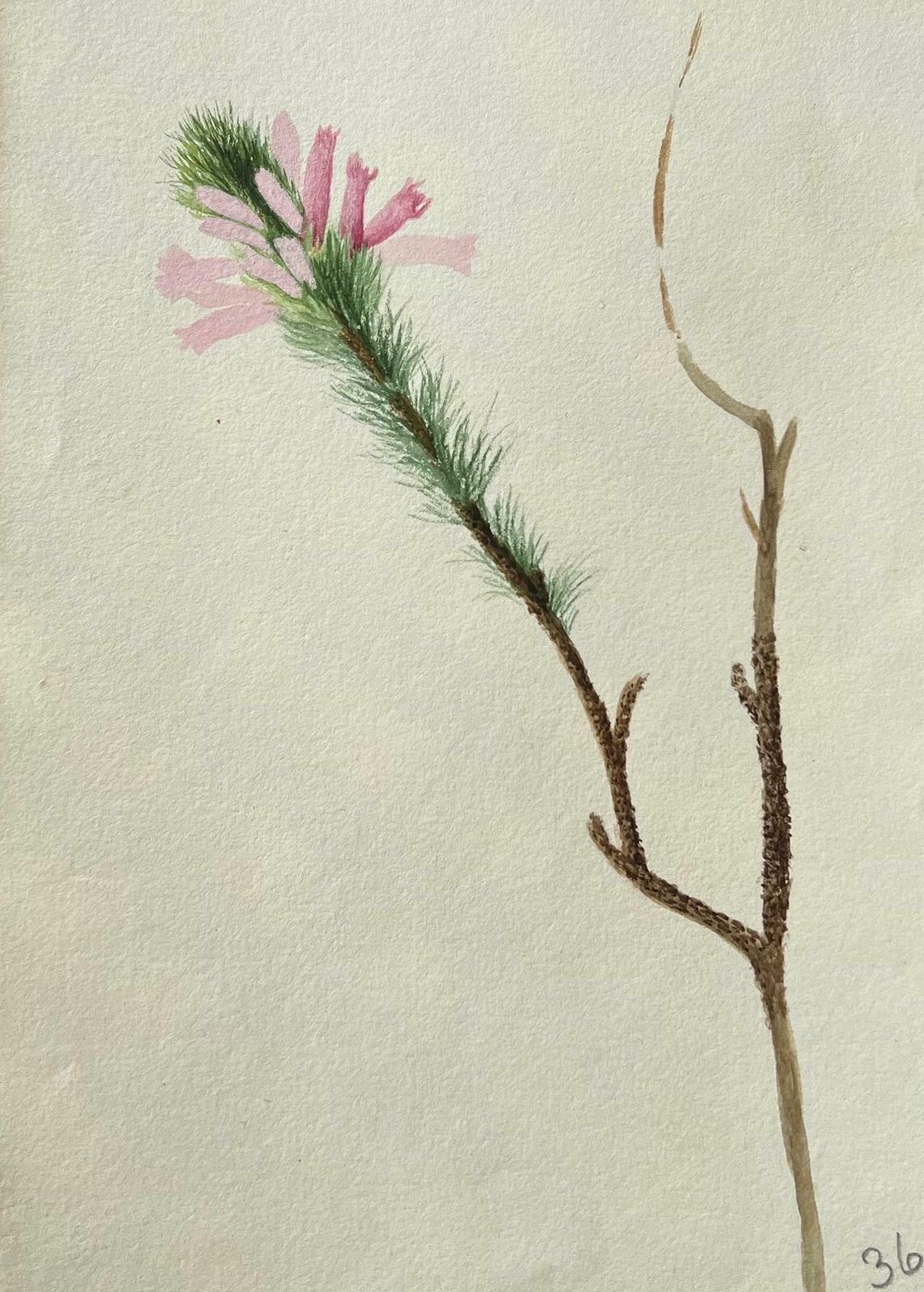 Caroline Worsleyfine Antique British Botanical Painting Pink Bristle Flowerc.1900's photo furniture