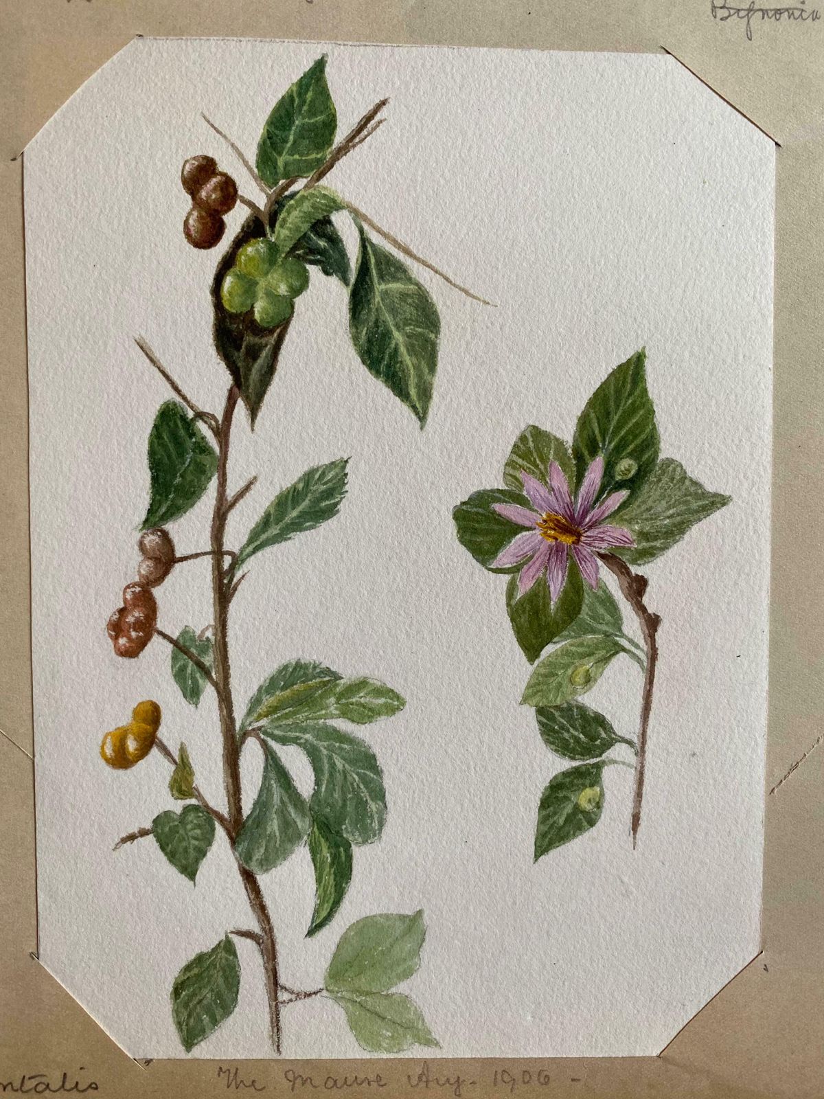 Caroline Worsleyset Of Two Fine Antique British Botannical Watercolour Paintings, Circa 1900's C.1900's photo Art