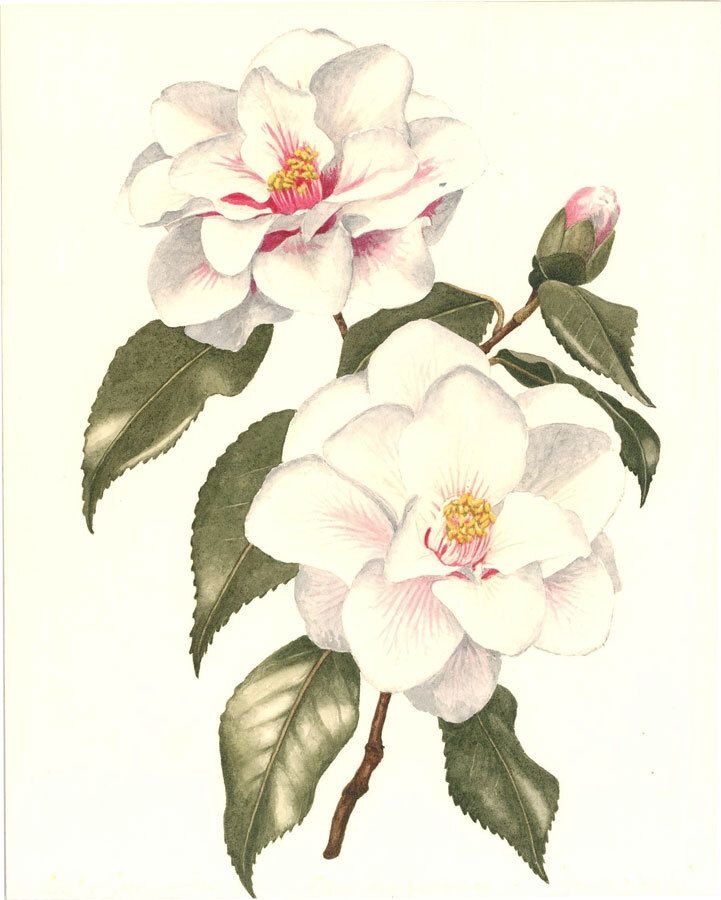 Leslie C.  Mid 20th Century Watercolour, White Camellia photo furniture
