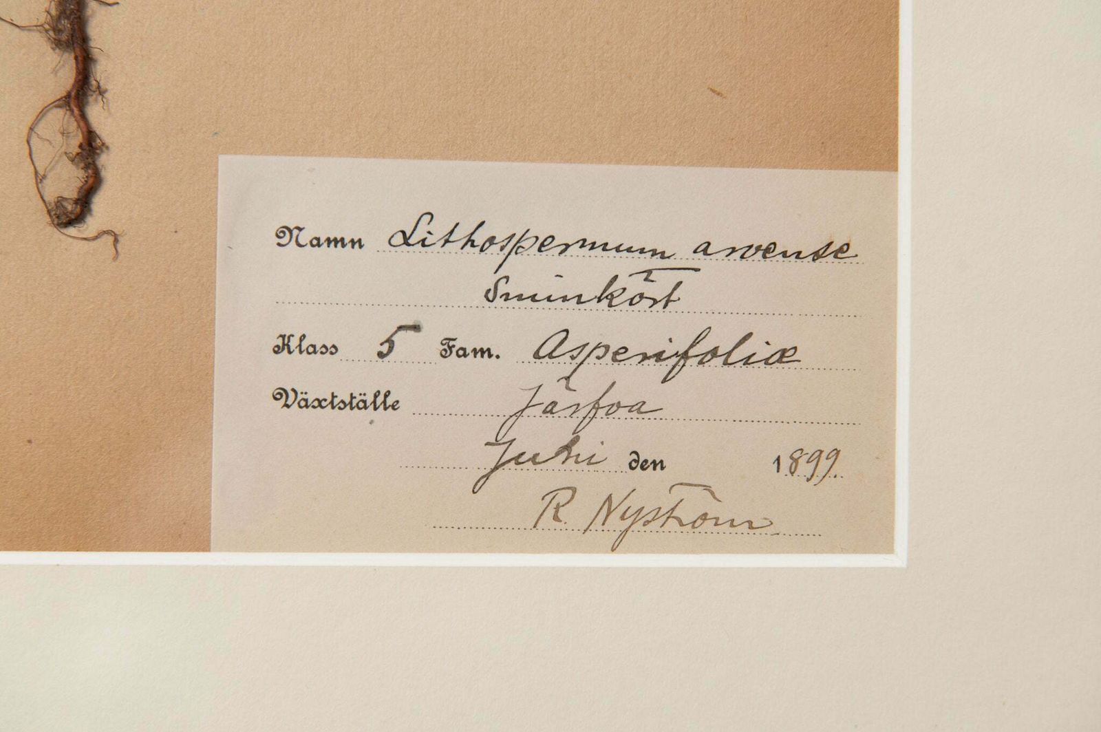 Framed 19th Century Swedish Herbarium photo for sale