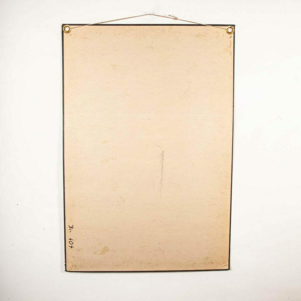 Early 20th Century Educational Chart – Rigid Chart Plants photo vinterior