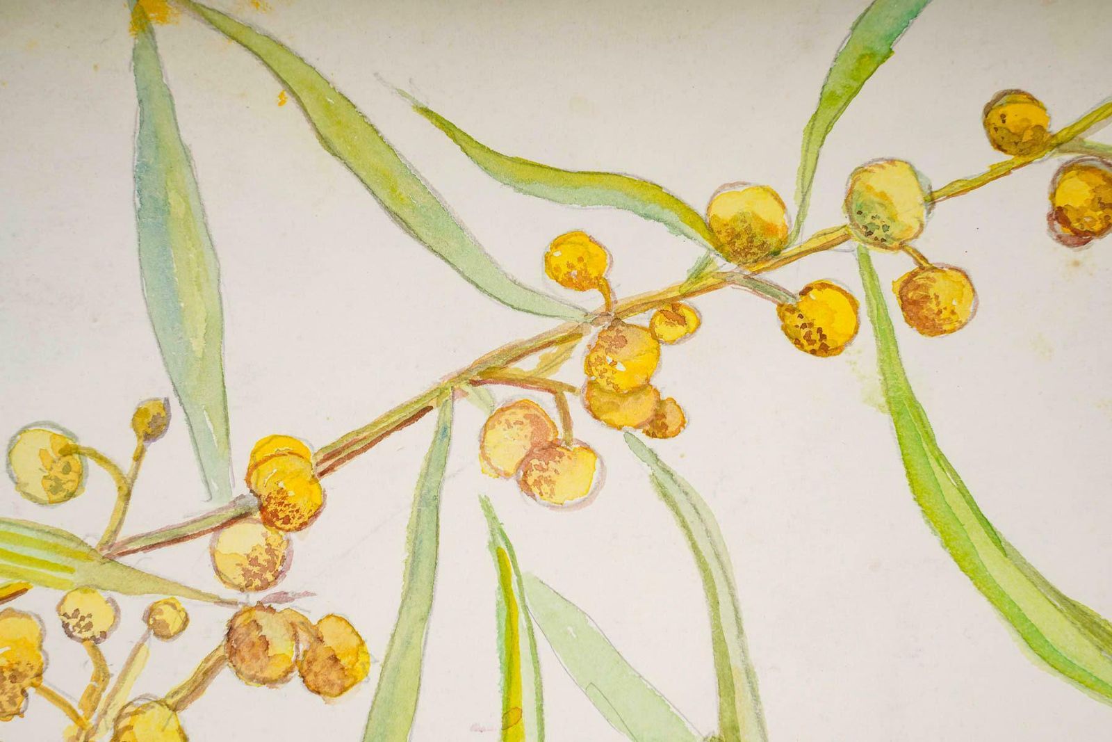 Double Sided Watercolour Drawing Of Plants, 20th Century. photo for sale