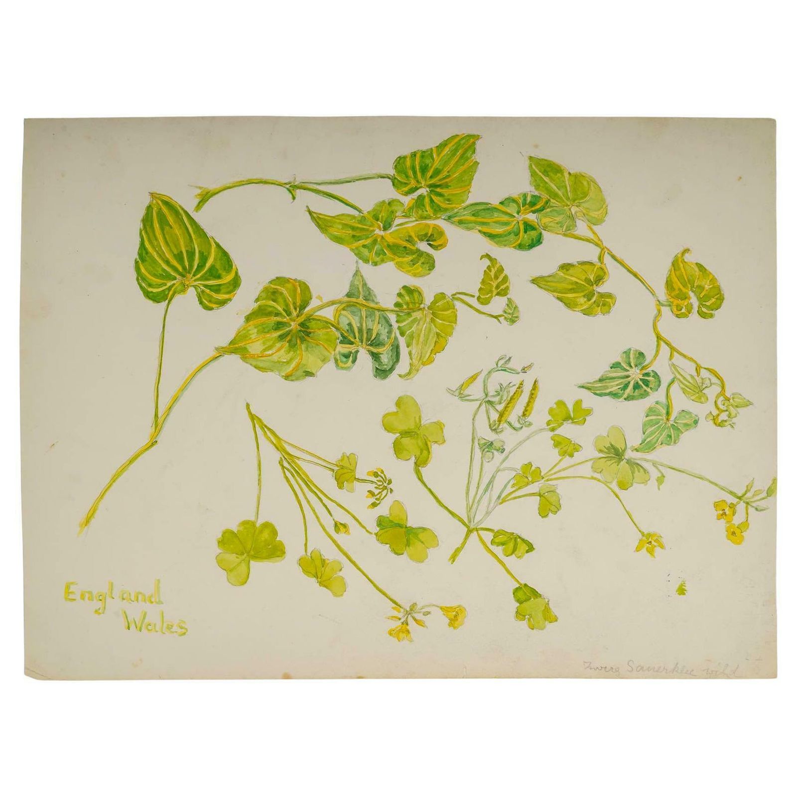 Double Sided Watercolour Of Plants, England Wales, 20th Century.