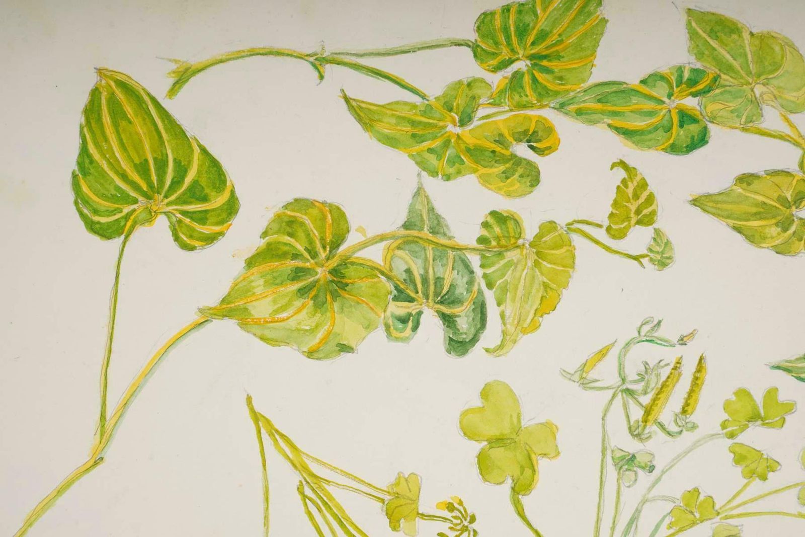 Double Sided Watercolour Of Plants, England Wales, 20th Century. photo furniture