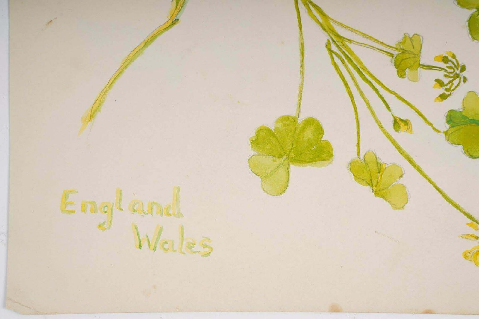Double Sided Watercolour Of Plants, England Wales, 20th Century. photo Art
