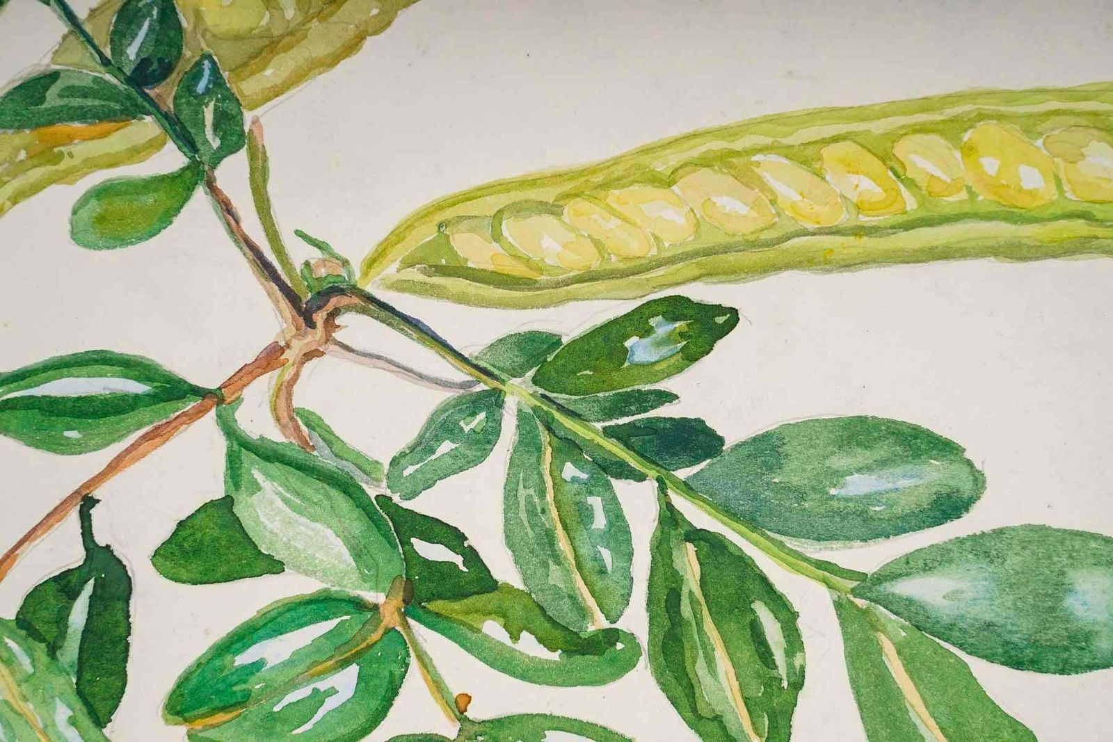 Double Sided Watercolour Of Plants, England Wales, 20th Century. photo vinterior
