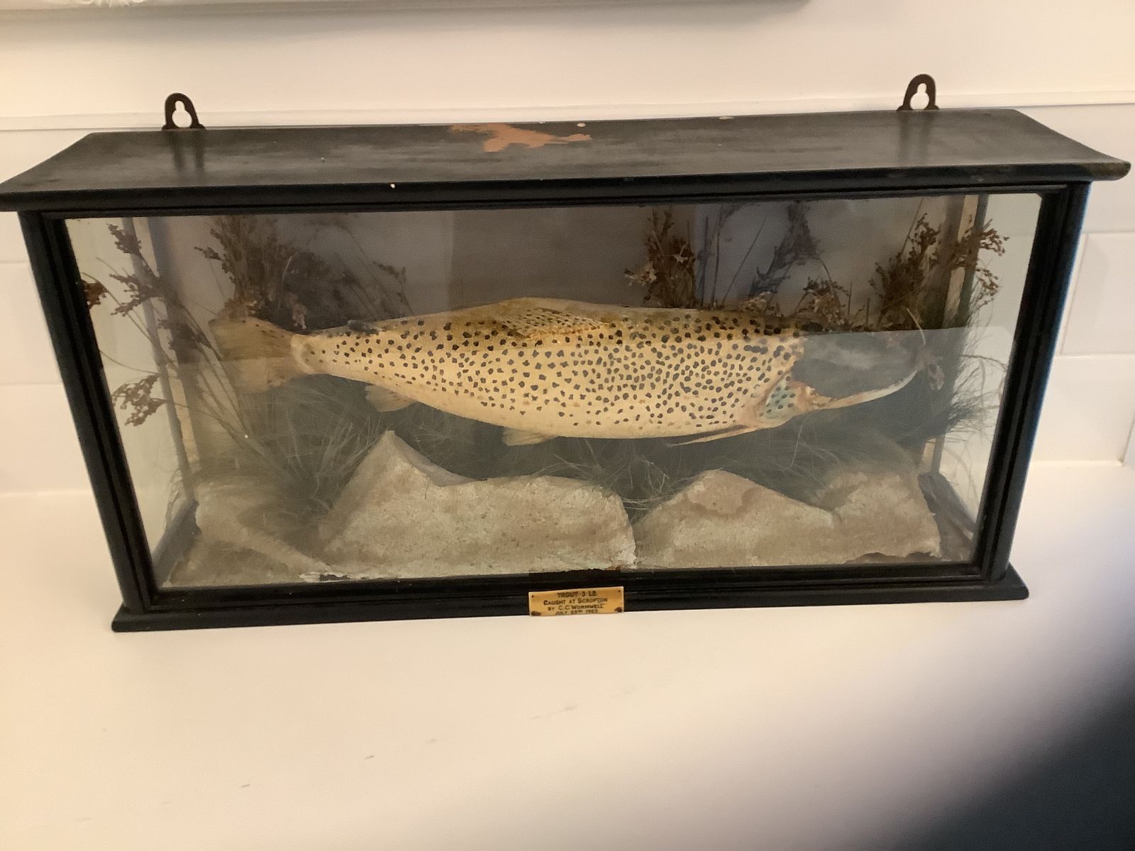 photo furniture Antique Taxidermy Brown Trout Mounted In An Ebonised Case From  An Exclusive Country House Hotel .