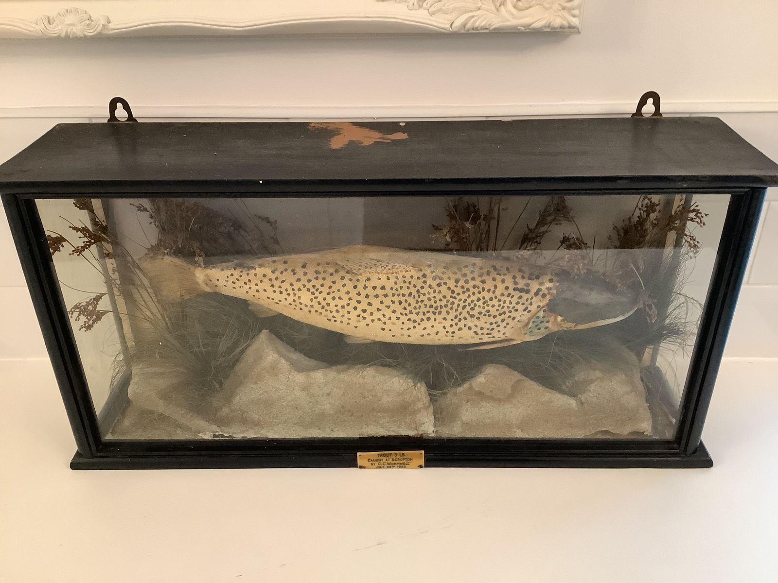 Home Decor Antique Taxidermy Brown Trout Mounted In An Ebonised Case From  An Exclusive Country House Hotel . photo