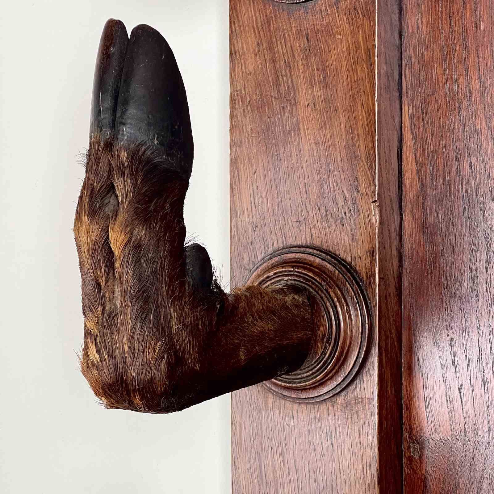Antique Continental Oak Taxidermy Gun Or Coat Rack photo buy