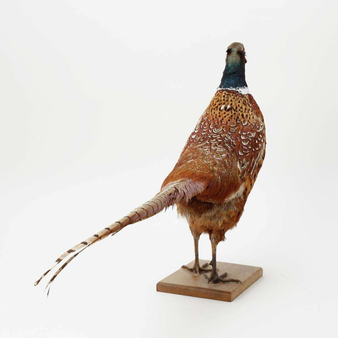 Antique Taxidermy Peasant Stand, Decoration Object Real Pheasant Mounts Home Decor photo furniture