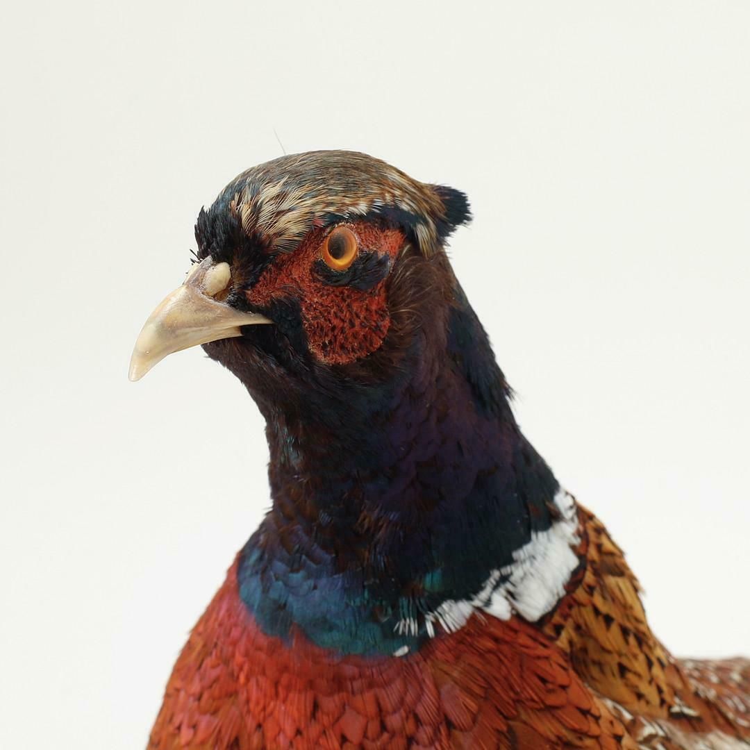 Antique Taxidermy Peasant Stand, Decoration Object Real Pheasant Mounts Home Decor photo for sale