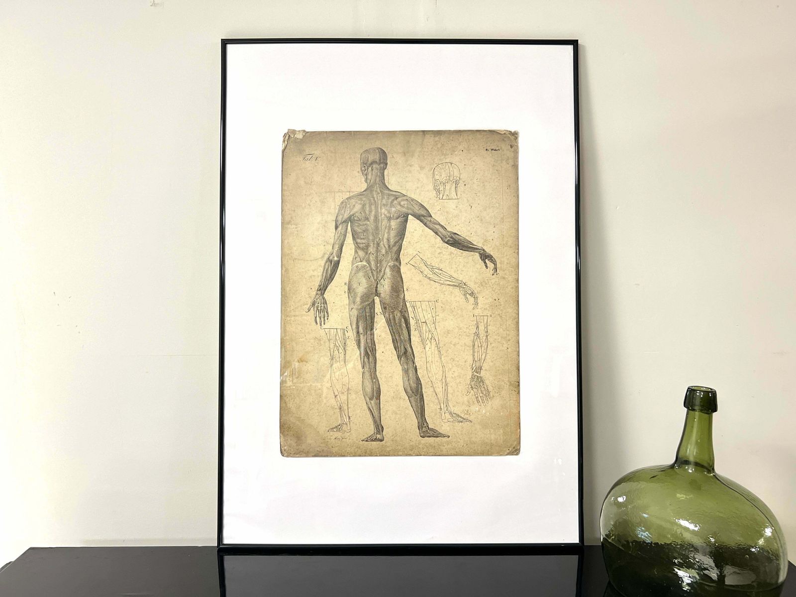 DR Munz Fecit, A 19th Century Anatomical Etching