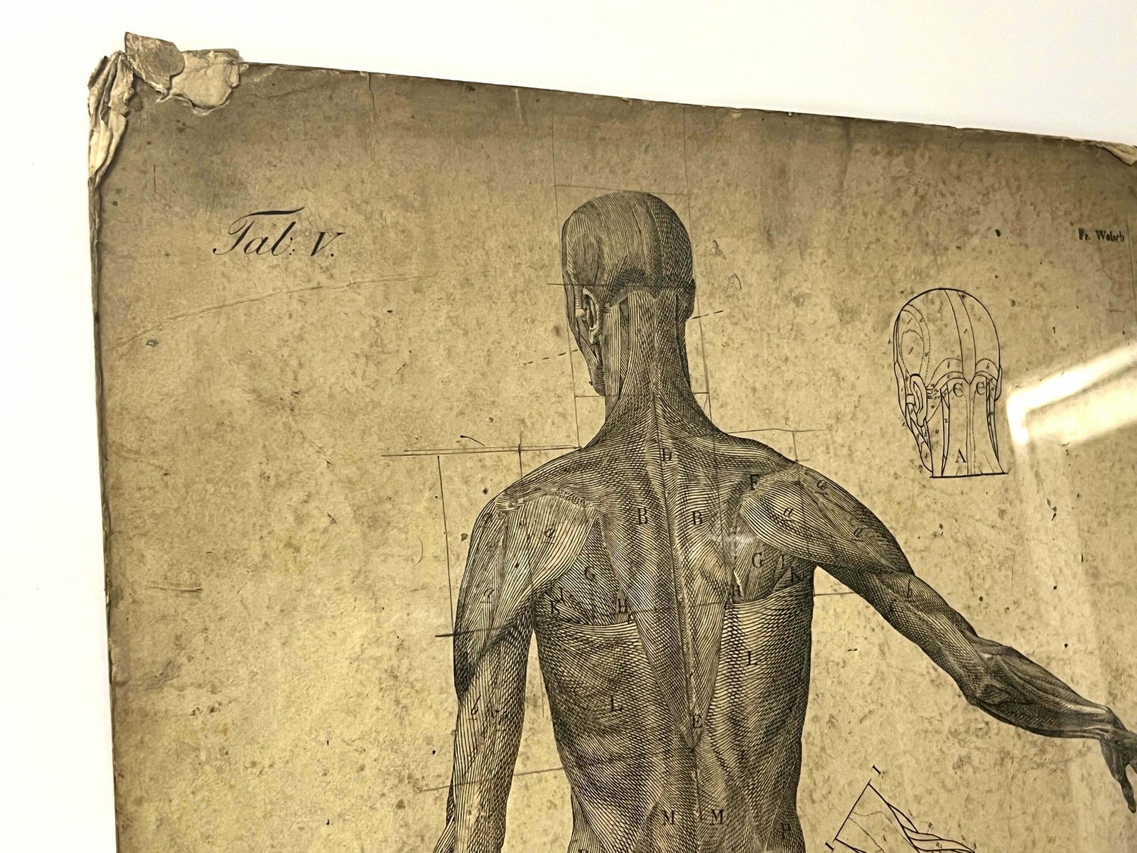 DR Munz Fecit, A 19th Century Anatomical Etching photo for sale