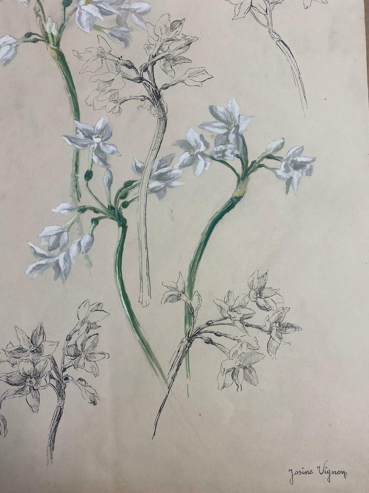 Josine Vignon1950s French Post Impressionist Watercolor Botanical Illustration1950s