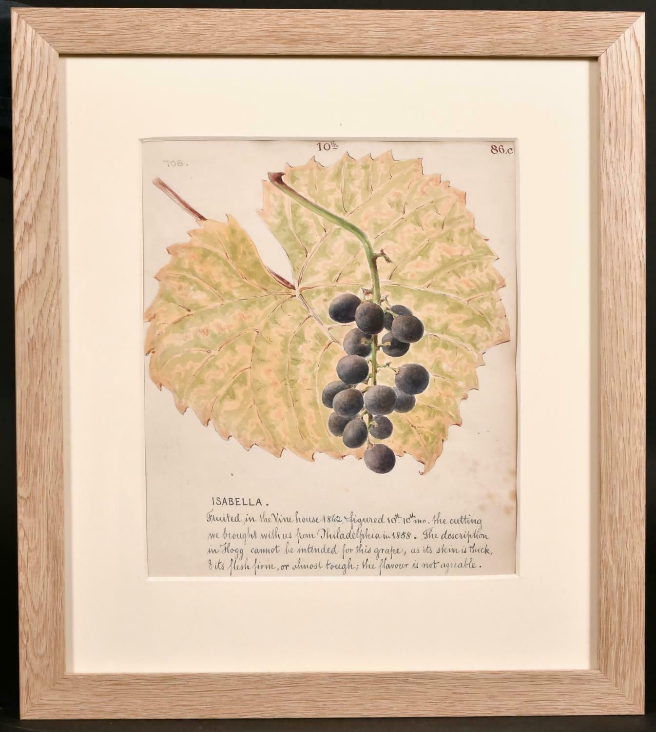 Unknownfine 1860's Botannical Watercolour Drawing   Isabella Grapes On The Vinec. 1860's