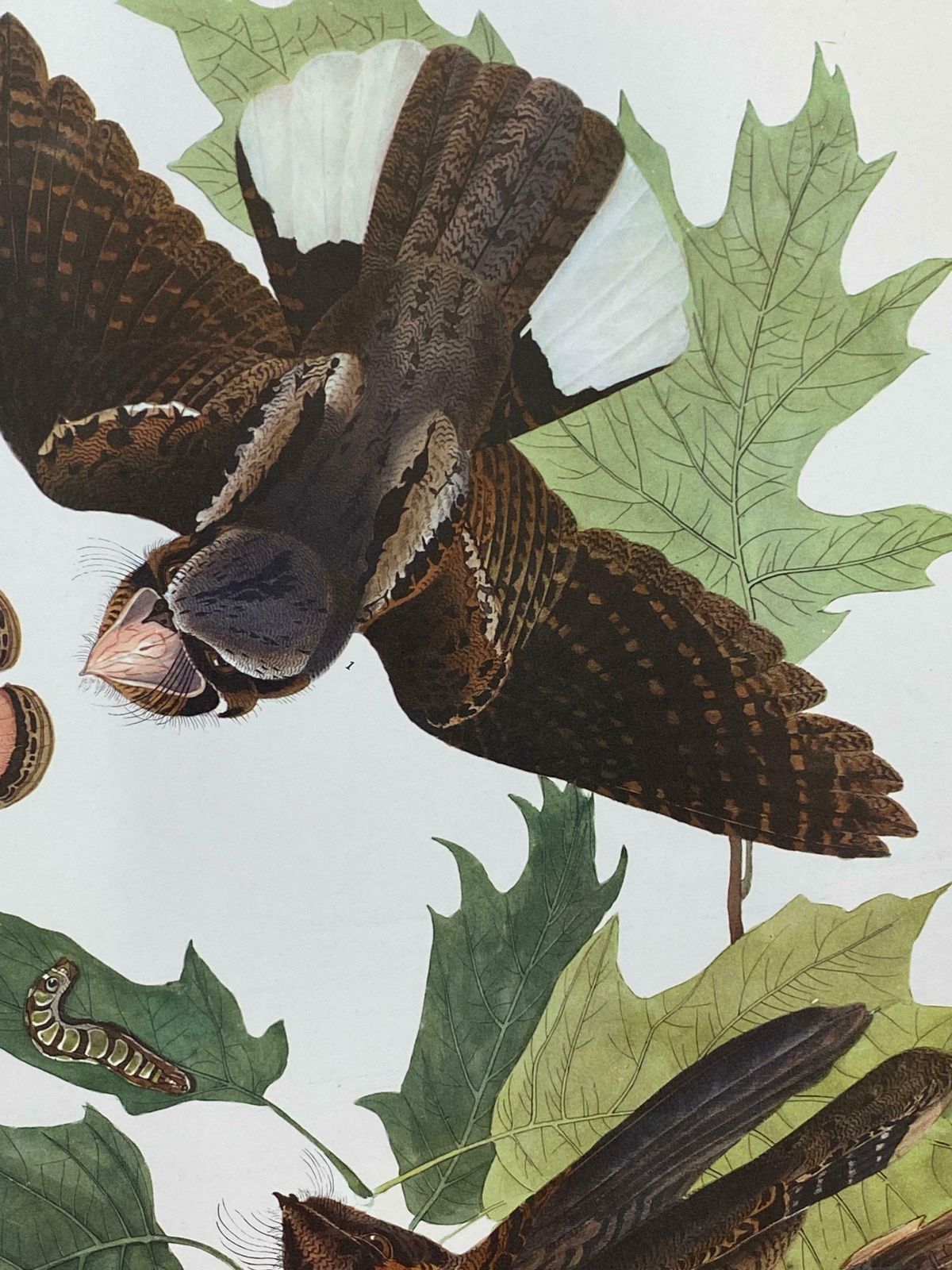 Large Classical Bird Color Print After John James Audubon   Brown Pelican20th Century photo 138.0
