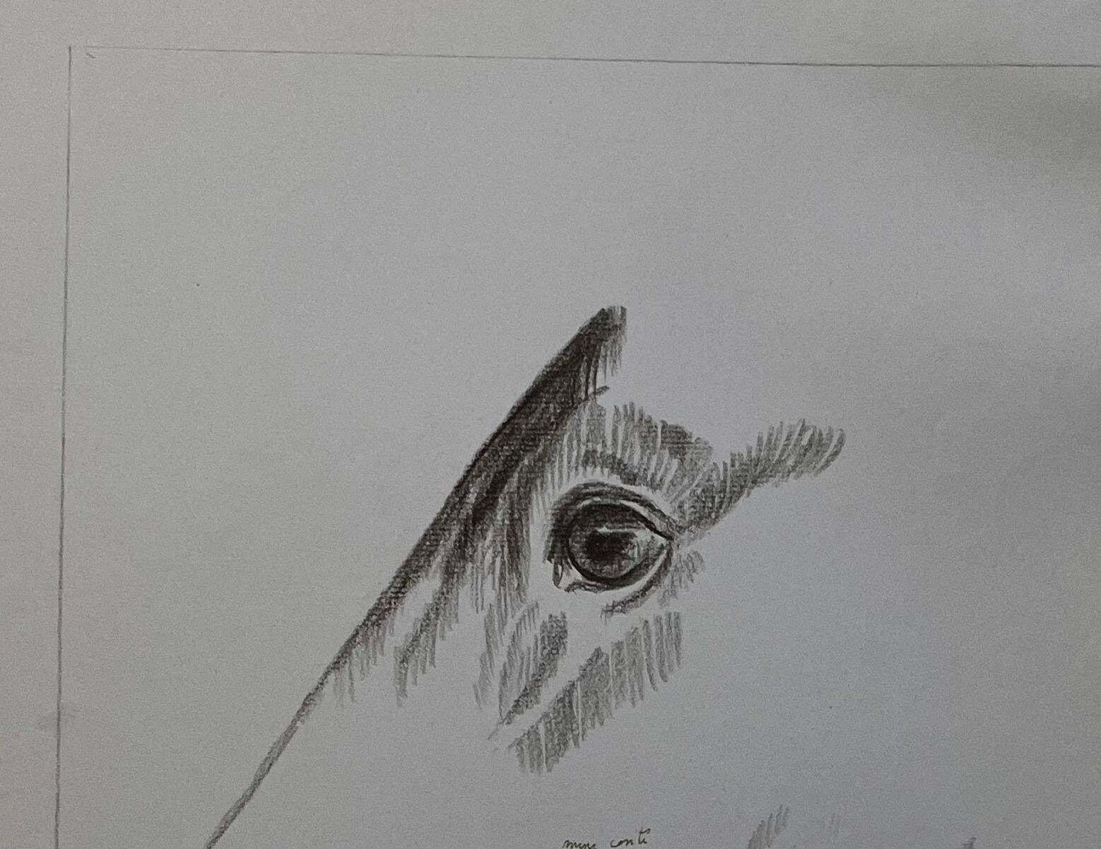 Robert Ladouoriginal French Anatomical Pencil Study Of A Horse's Eye's And Nose20th Century photo for sale