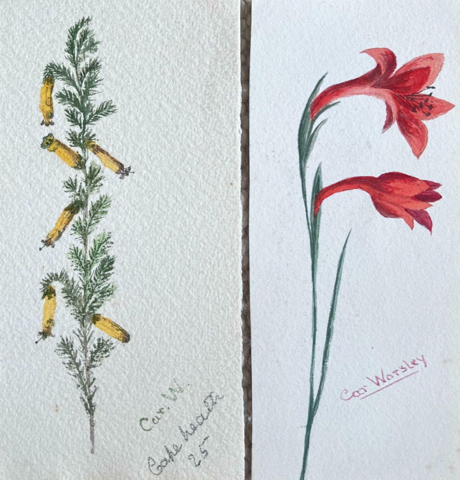 Caroline Worsleyset Of Two Fine Antique British Botanical Paintings Yellow And Red Flowerc.1900's photo 509.0