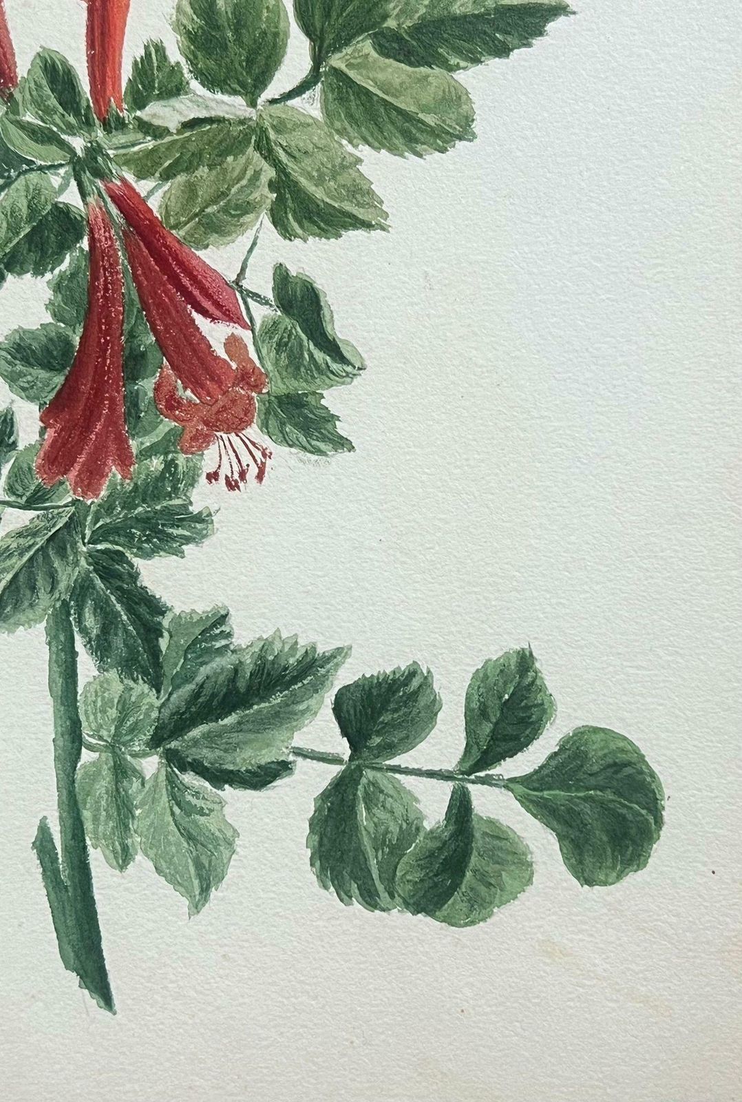 Caroline Worsleyfine Antique British Botanical Painting Red Honey Suckle Flower Green Vinesc.1900's photo for sale