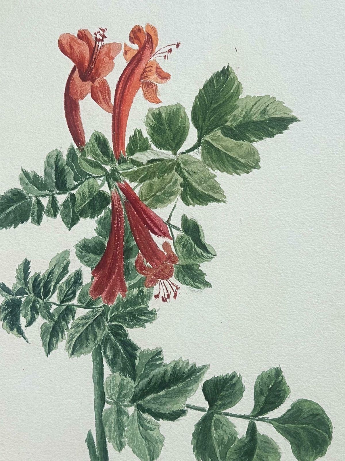 Caroline Worsleyfine Antique British Botanical Painting Red Honey Suckle Flower Green Vinesc.1900's photo Art