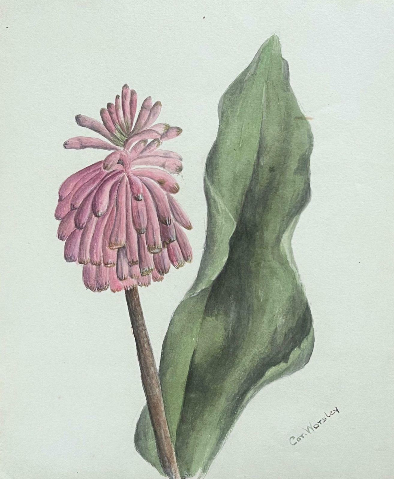 Caroline Worsleyfine Antique British Botanical Painting Pink Veltheimia Capensis Flower C.1900's photo Art