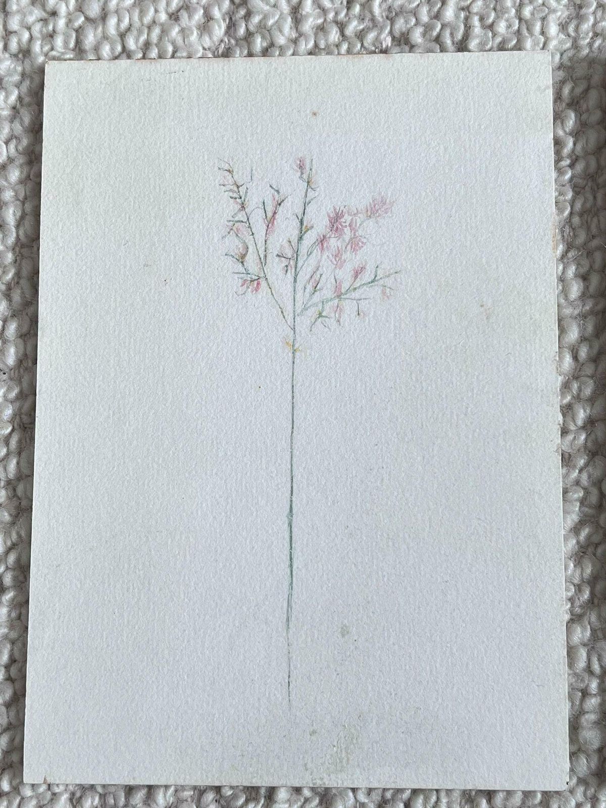 Caroline Worsleyset Of Two Fine Antique British Botanical Paintings Pink Flower Sketchc.1900's photo for sale