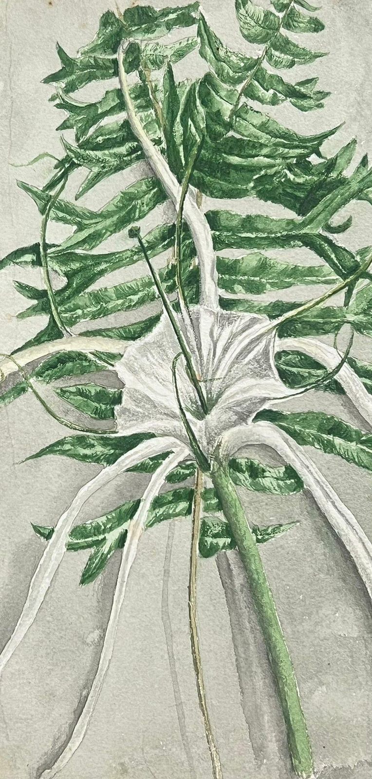 Caroline Worsleyfine Antique British Botanical Painting Fish Tail Plant And Spider Lily Plantc.1900's photo furniture