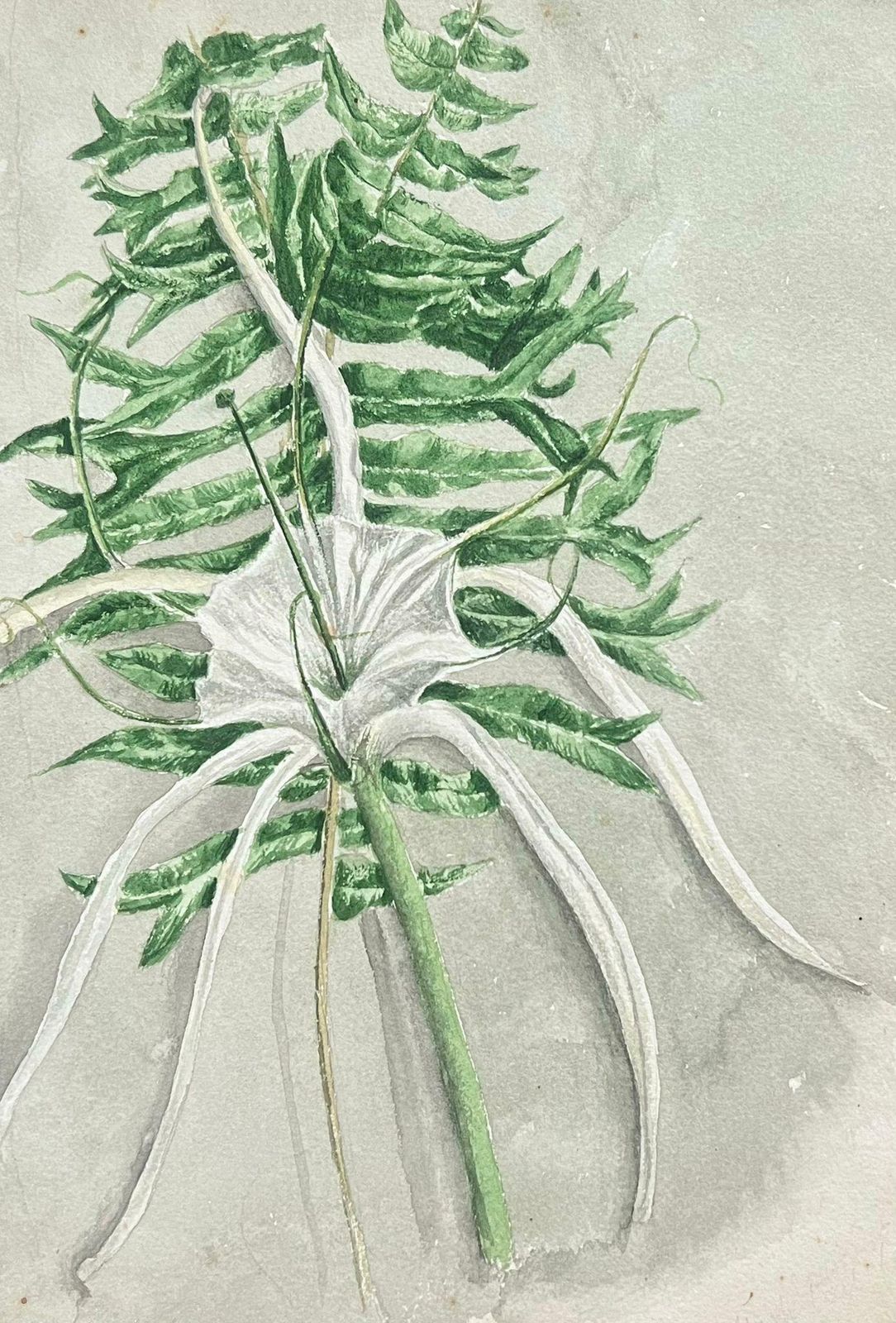 Caroline Worsleyfine Antique British Botanical Painting Fish Tail Plant And Spider Lily Plantc.1900's photo for sale