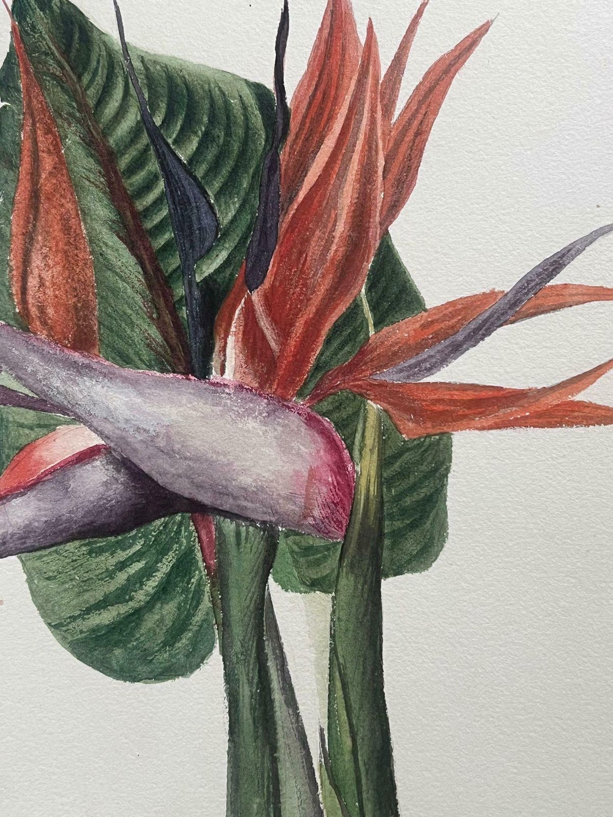 Caroline Worsleyfine Antique British Botanical Painting Birds Of Paradise Flowerc.1900's photo furniture