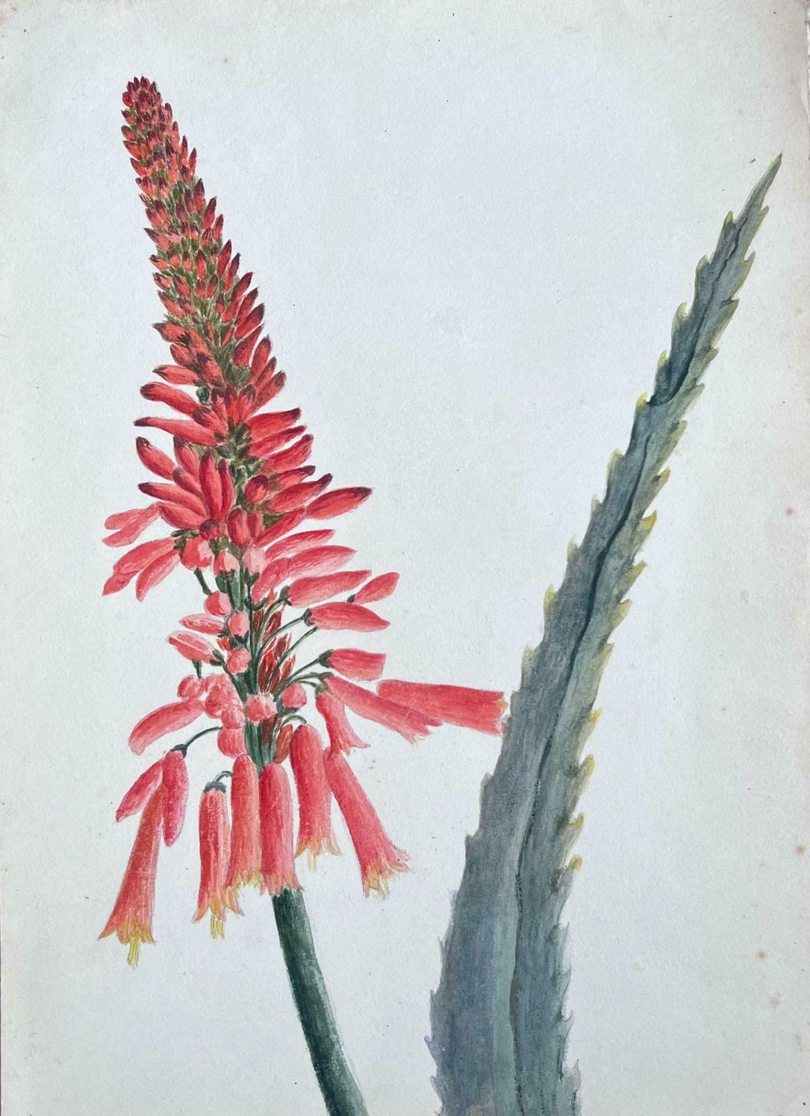 Caroline Worsleyfine Antique British Botanical Painting Aloe Picta Plantc.1900's