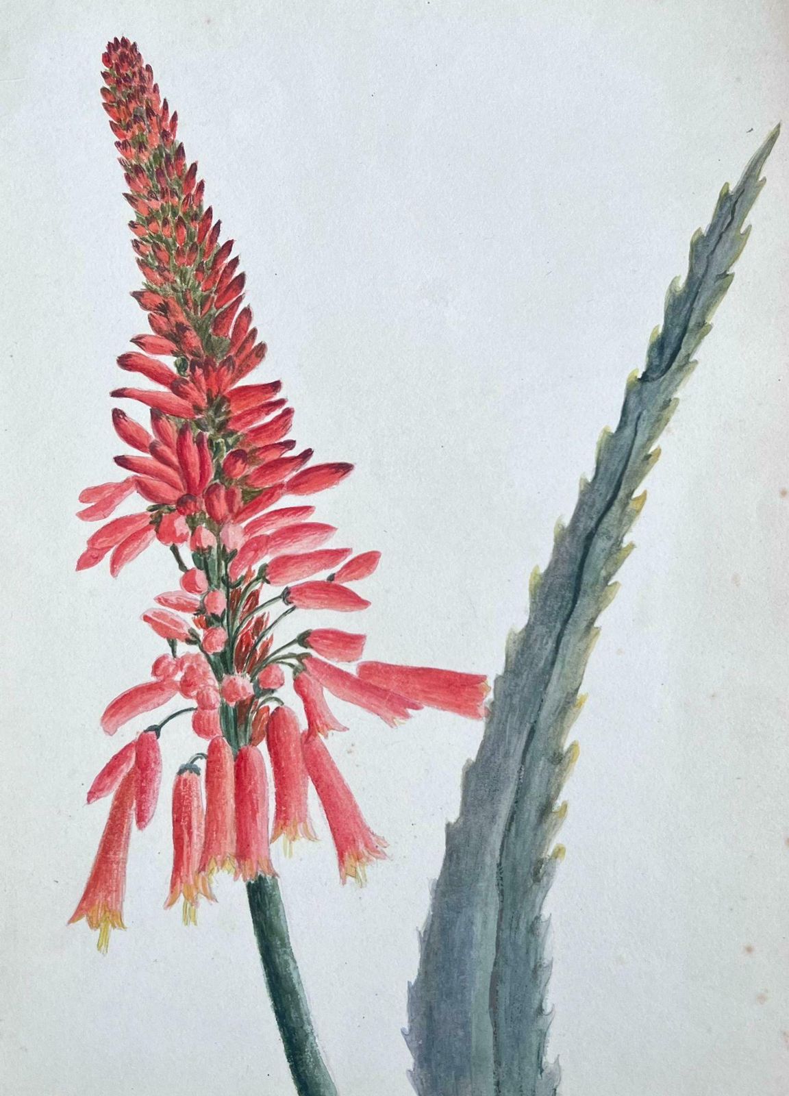 Caroline Worsleyfine Antique British Botanical Painting Aloe Picta Plantc.1900's photo Art