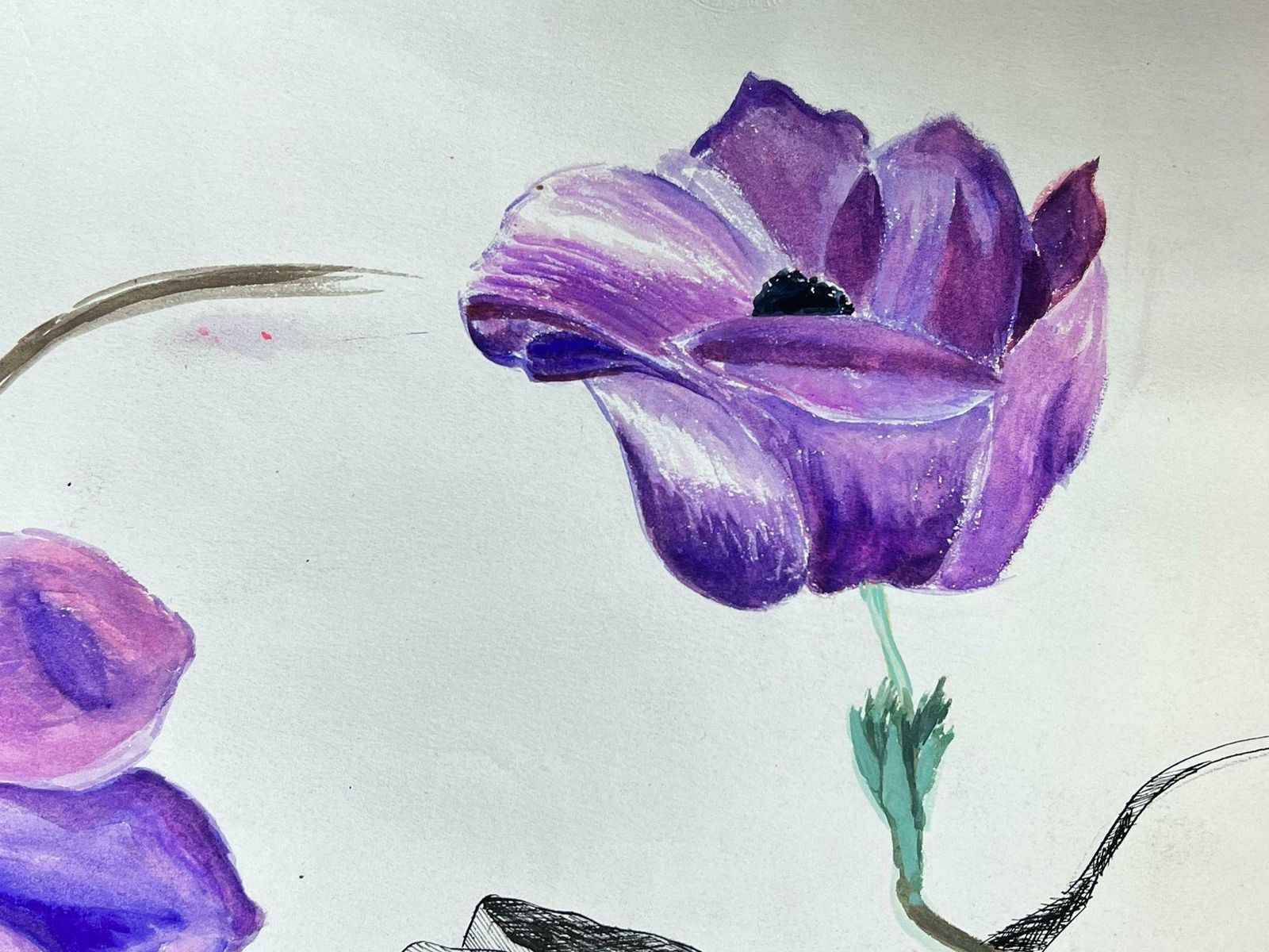 Josine Vignonmid Century French Illustration Sketch Of A Vibrant Purple Peony Flower1960's photo for sale